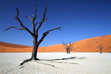 Wallpaper : Africa, trees, tree, nature, Canon, dead, sand, desert, dune, sigma, Namibia ...