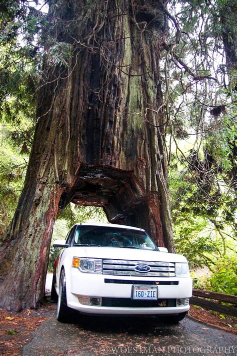 watch out for the woestmans: Redwood Forest Drive Thru Tree