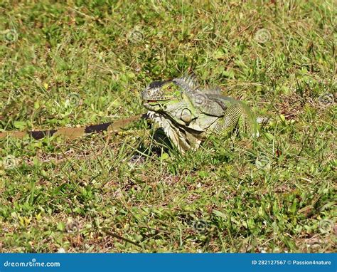 Green Iguana (Iguana Iguana) Stock Image - Image of leaf, reptile ...