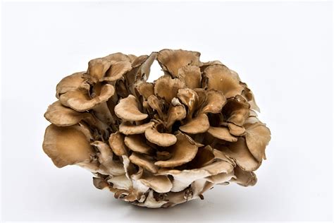 Maitake