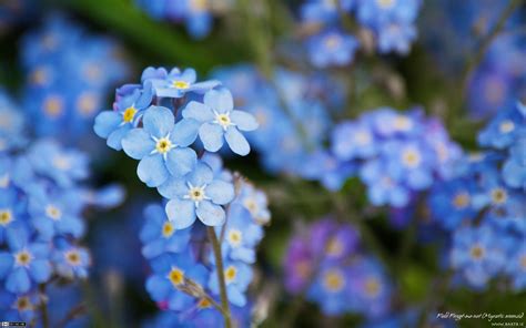 Blue Forget-Me-Not - Flowers Wallpaper (34611675) - Fanpop