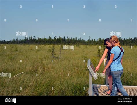 Learning about wildlife at the Big Bog Stock Photo - Alamy