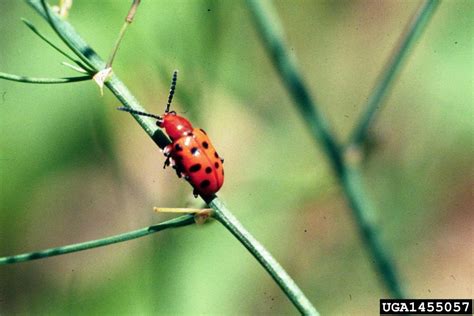 Pest Control Library: Asparagus Beetle - Garden.org