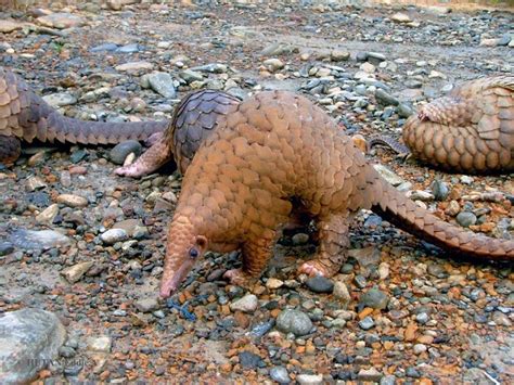 Sunda Pangolin: Species in World Land Trust reserves