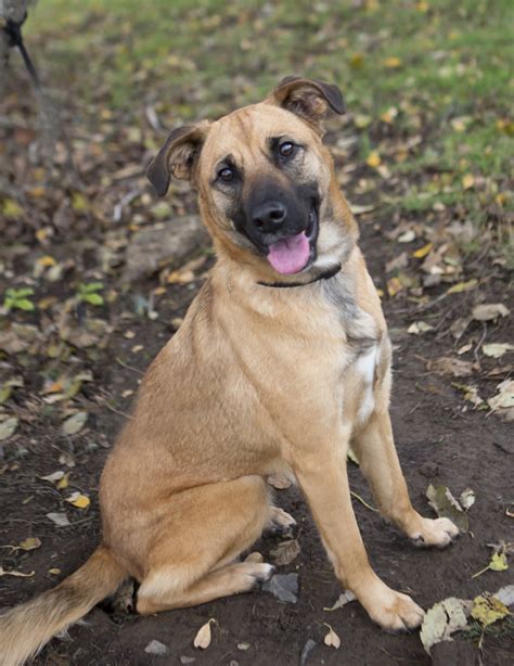 It looks like my doggie. ;) | German shepherd mix, German shepherd lab mix