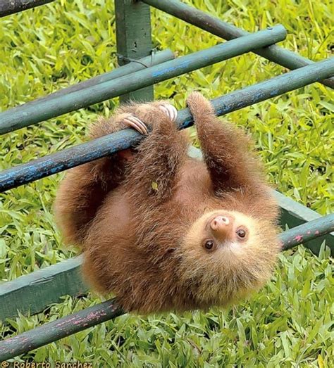 Baby sloth hanging upside down | Sloths :D | Pinterest | Hanging upside down, Birthdays and So cute