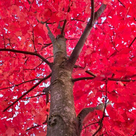 Red Maple Tree | Greenwood Nursery