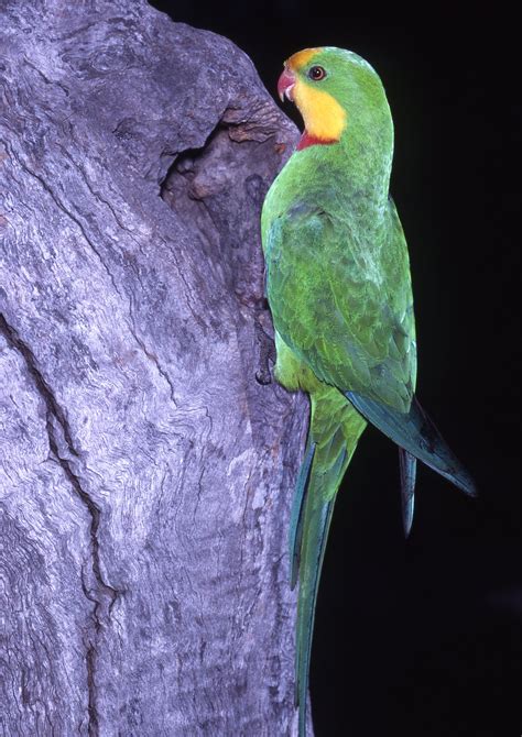 Superb Parrot - The Australian Museum