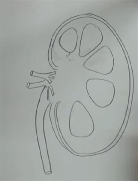 Details 76+ sketch of kidney best - seven.edu.vn