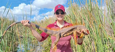 Guided Air Rifle "Iguana Hunts" in Fort Lauderdale Florida