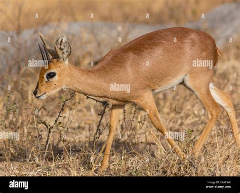 KRUGER NATIONAL PARK, SOUTH AFRICA - Steenbok, a small antelope Stock Photo, Royalty Free Image ...