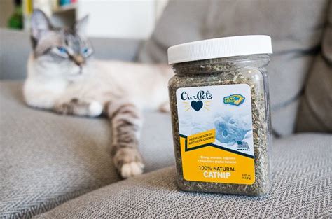 The Best Catnip | Reviews by Wirecutter