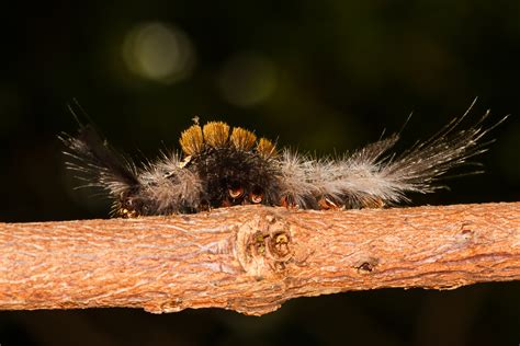 Gypsy moth caterpillars are taking over -- and they're bringing painful rashes with them - AOL ...