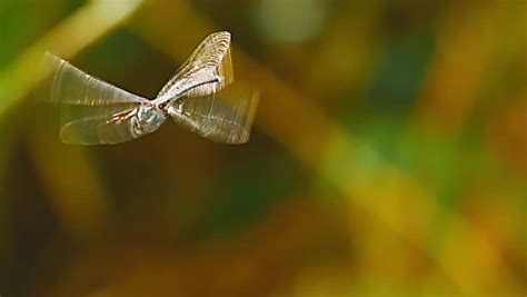 Close Up Slow Motion Shot Of Dragonfly Wings Movements Stock Footage Video 7992838 - Shutterstock