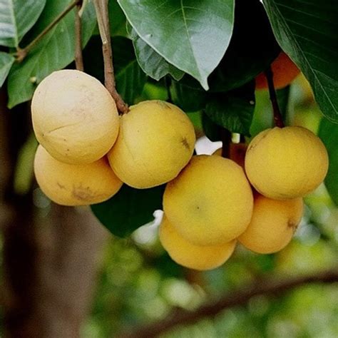 The Earth of India: All About Santol