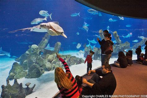 Albuquerque BioPark - Aquarium - photos - Images | Charles Mann Photography