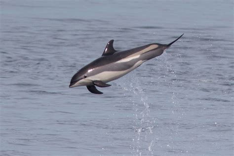 Atlantic white-sided dolphin - Wikipedia
