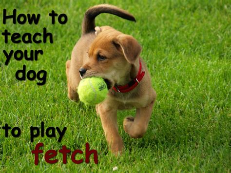 How to Teach Your Dog to Play Fetch | PetHelpful