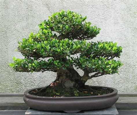 Teknik Budidaya Tanaman Bonsai - Garnesia.com