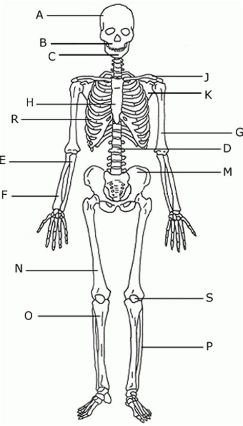 Printable Blank Skull Diagram