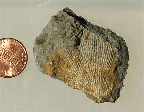 Some Pennsylvanian Bryozoans - Member Collections - The Fossil Forum