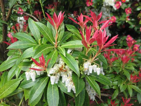 Pieris japonica • Andromeda, Lily of the Valley Shrub | Seattle japanese garden, Lily of the ...