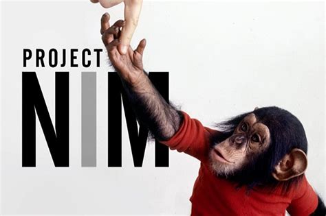 All You Need To Know About The Tragic Life Nim Chimpsky, The Most Human Chimp There Ever Was ...