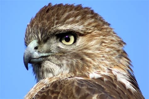 Hawk Bird Info & Photos | Animals Blog