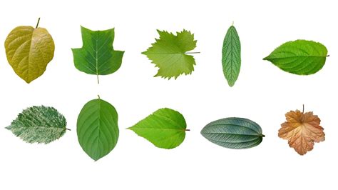 Leaf texture 10 pack tree leaves 3D model | CGTrader