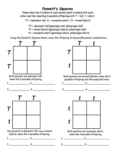 15 Genetic Punnett Squares Worksheets / worksheeto.com