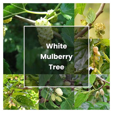 How to Grow White Mulberry Tree - Plant Care & Tips | NorwichGardener