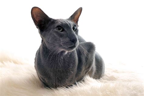 Oriental Shorthair: Breed Profile, Characteristics & Care