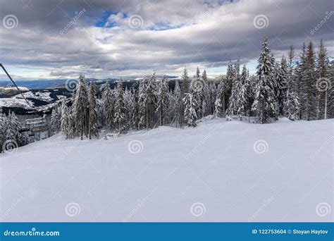 Winter Landscape with Pines Covered with Snow in Rhodope Mountains Near ...