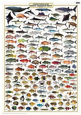 Australian Fish Identification- Great Barrier Reef - LAMINATED CAMTAS WALL CHART | eBay