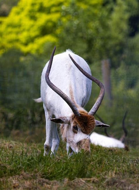 An Antelope Eating Grass · Free Stock Photo