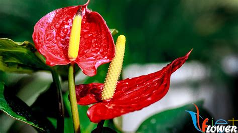 Ý nghĩa hoa hồng môn - Anthurium