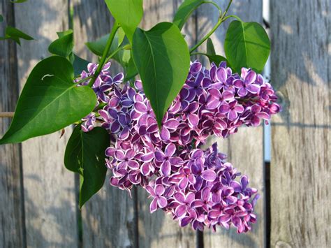 Purple Lilacs Free Stock Photo - Public Domain Pictures