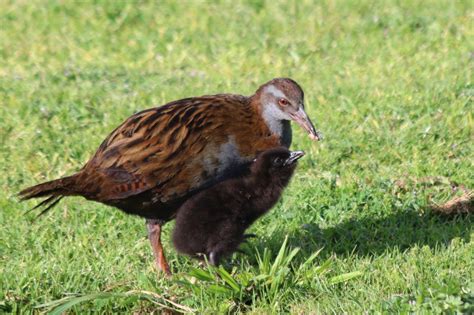 10 Incredible Facts About Weka to Impress your Mates With – Forest & Bird