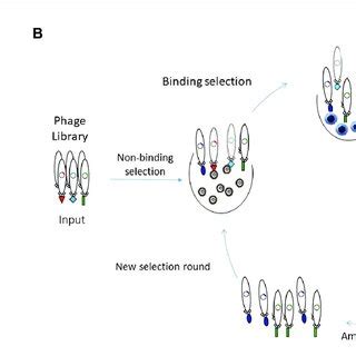 Schematic representation of in vitro Phage Display Technology. (A) In ...