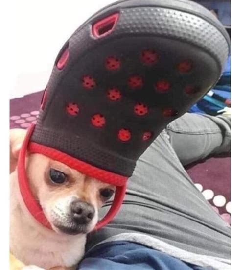 King Croc Doggo Of The Seventh Woof Dimension : r/Bossfight