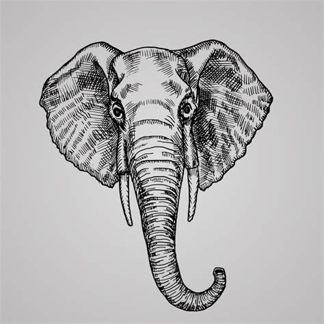 Realistic Elephant Sketch Stock Illustrations – 586 Realistic Elephant Sketch Stock ...