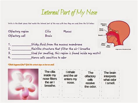 All About My Nose - Reviewer for Grade 3