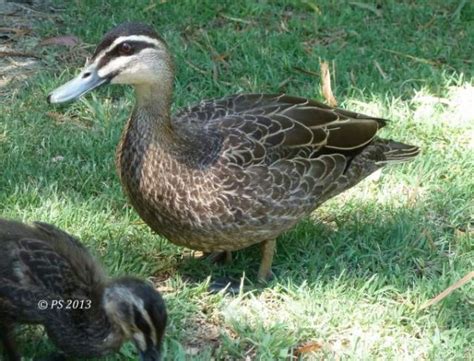 What’s Lurking In Your Backyard? – #29 Pacific Black Duck – Habitat Ecology