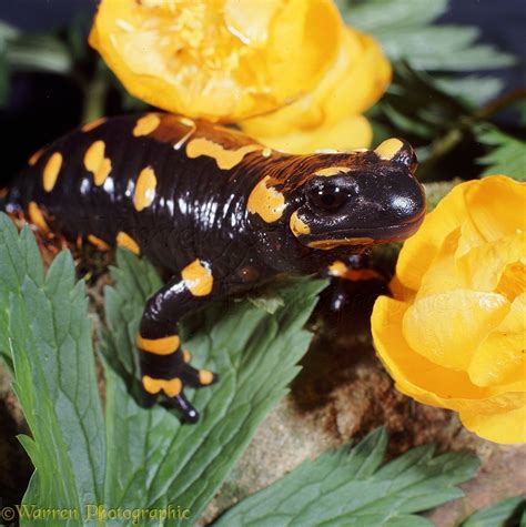 Fire Salamander photo - WP06772