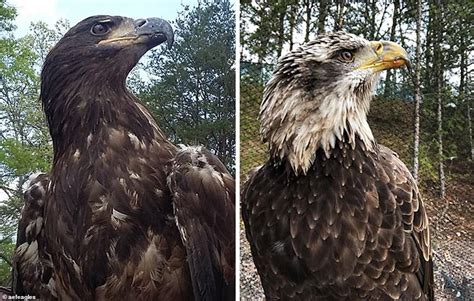 🔥 This bald eagle's change in plumage over the years : NatureIsFuckingLit