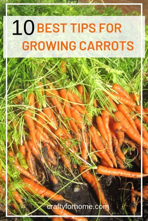 10 Best Tips For Growing Carrots | Growing carrots, Carrot gardening, Growing vegetables