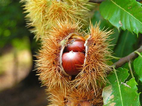 Castañas: valor nutricional y beneficios para la salud - Innatia.com