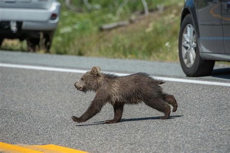 New Study Shows Impact of Roadkill on World’s Vulnerable Animal Populations | University of ...