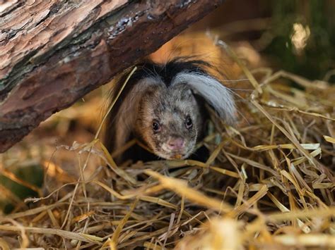 Scottish Deer Centre first in the world to capture a live haggis in ...