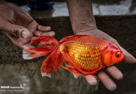 Breeding farm Red fish | gooyadaily | Page 4